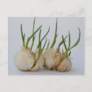 Search for garlic postcards Spice