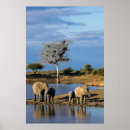 Search for four animals posters Colour image