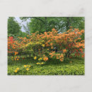Search for flowering tree postcards Trees
