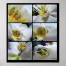Search for phalaenopsis Macro