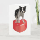 Search for border collie valentines day cards Pet