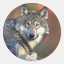 Search for grey wolf stickers Animals