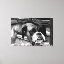 Search for boxer dog canvas prints Canine