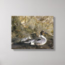 Search for birdwatcher canvas prints Birds