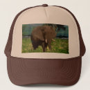 Search for elephant hats Animal