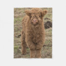 Search for scottish highland cow blankets Cattle