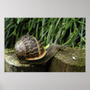 Search for snail posters Garden
