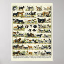 Search for horse breeds posters Chart