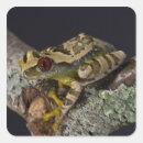 Search for red eye tree frog stickers Wildlife
