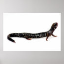 Search for salamander art Nature