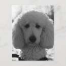 Search for puppy face postcards Dog
