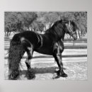 Search for stallion posters Equestrian