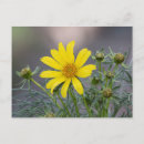 Search for giant flower postcards Yellow