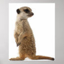 Search for suricates Colour image