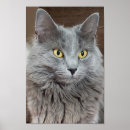 Search for long hair cats posters Grey