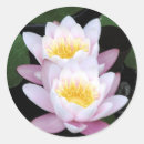 Search for water round stickers Lilies