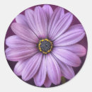 Search for purple daisy stickers Nature