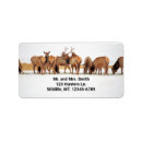 Search for herding labels Animals