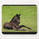 Search for foal mousepads Cute