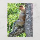 Search for monkey postcards Wild animal