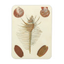 Search for seashell magnets Nautical