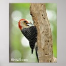 Search for woodpecker posters Ornithology