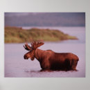 Search for moose posters Denali national park