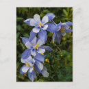 Search for aquilegia postcards Columbine
