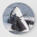 Search for whale clocks Breaching