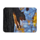 Search for squirrel picture magnets Nature