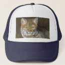 Search for wildcat hats Wildlife