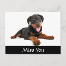 Search for rottweiler puppy postcards Rottie