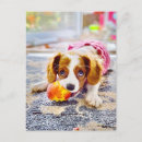 Search for blank postcards birthday cards Dog