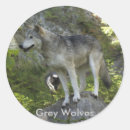 Search for wolf photography stickers Wolves