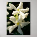 Search for jasmin art White