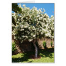 Search for jasmin cards invites Blossom