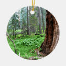 Search for giants the christmas tree decorations Park