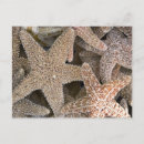 Search for echinoderms postcards Beach