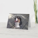 Search for corgi birthday cards Dog