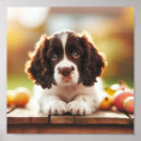 Search for springer posters English springer spaniel