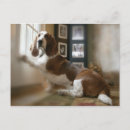 Search for above postcards Animal