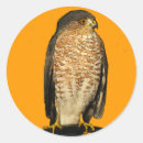 Search for sharps stickers Bird