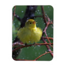 Search for warbler magnets Bird