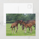 Search for sporting breed postcards Horses
