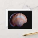 Search for shells postcards Marine life