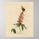 Search for carolina art Illustration