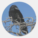 Search for black raven birds stickers Nature