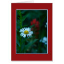 Search for daisy christmas cards Flower
