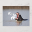 Search for hippo postcards Funny
