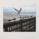Search for seagull postcards Ocean